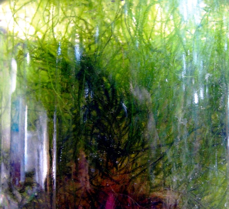 Musgo Taxiphyllum alternans